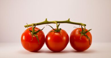 Linköping će uzgajati više klimatski pametnih rajčica