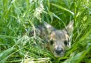 ČISTA POZITIVA: 400 beba jelena spašeno u Tirolu uz pomoć drona koji reagira na tjelesnu toplinu