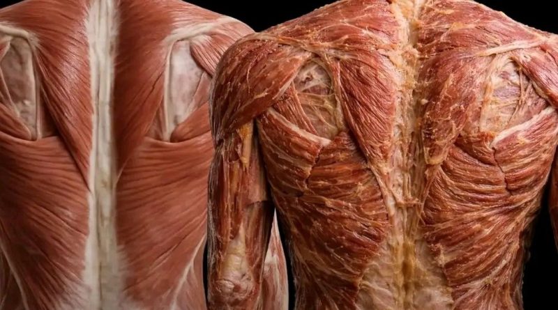 Kako vaši mišići izgledaju kada redovno idete na masažu? Kako vaši mišići izgledaju kada redovno idete na masažu?